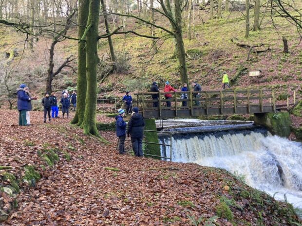 A weir that is to be removed within Dendles Wood NNR, part of the Dartmoor SAC, under the WINEP